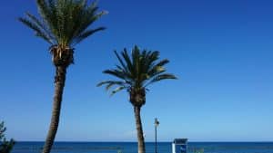 palm tree near body of water during daytime