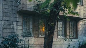 Tree in front of a building with windows