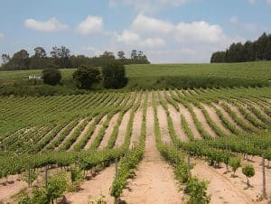 Rows of Dão-region vineyards stretching across rolling hills with trees behind under a blue sky
