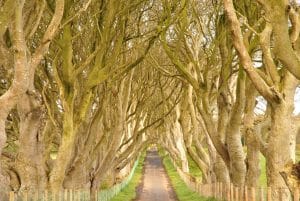 The interlocking beech avenue of the Dark Hedges