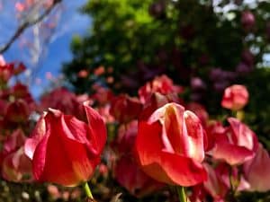 Red and pink tulips in flower in the garden at Ocean Melody Vacation Rooms