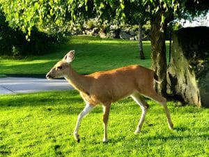 A deer walking across the lawn on the quiet cul-de-sac outside Ocean Melody Vacation Rooms