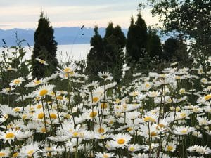 Ox-eye daisies in flower with the Salish Sea and conifers behind, near the property
