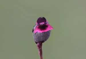 An Anna's hummingbird perched in the garden at Ocean Melody Vacation Rooms