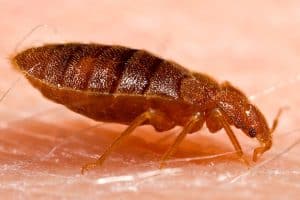 Adult bed bug, reddish brown and flat, feeding on human skin