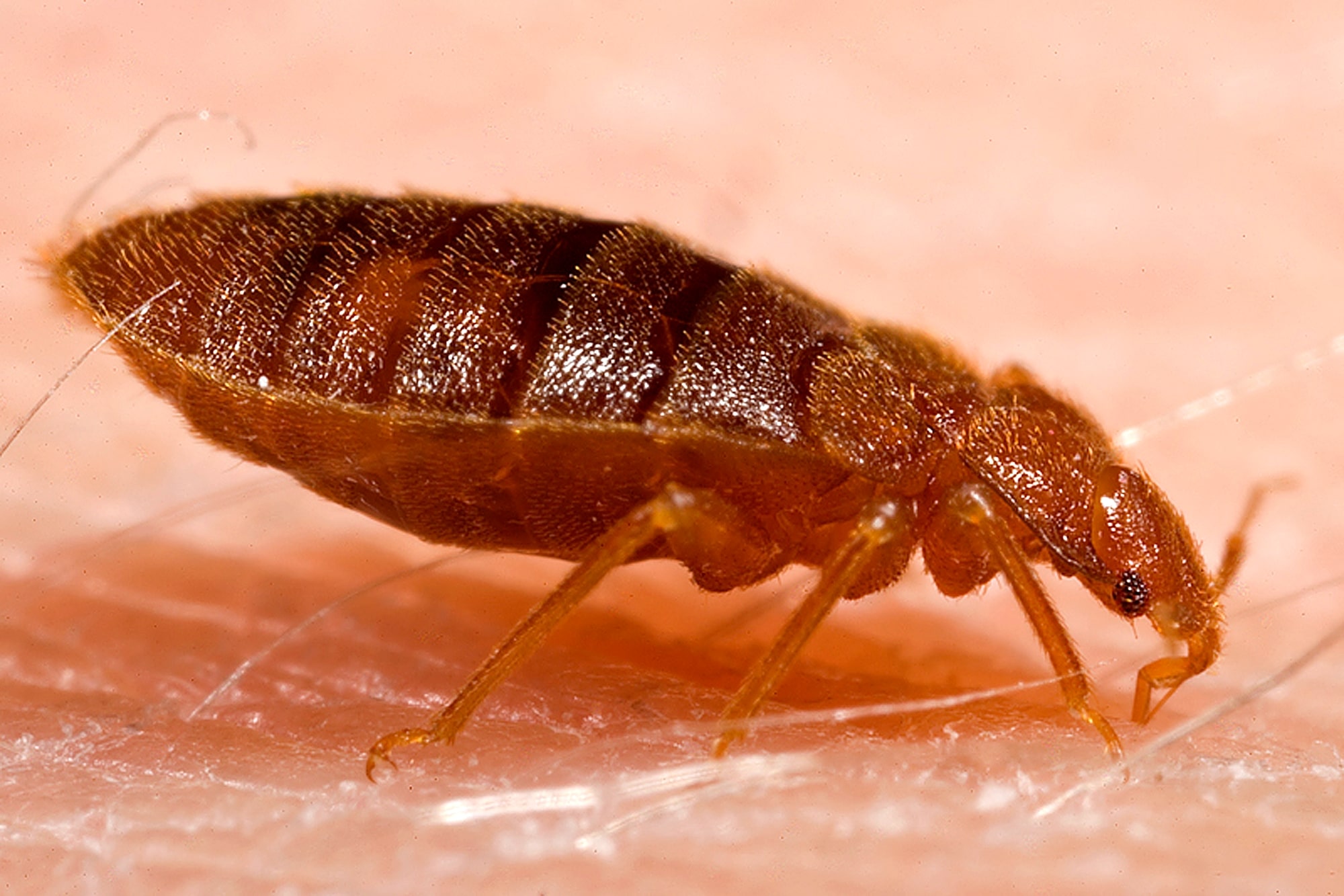 Adult bed bug, reddish brown and flat, feeding on human skin