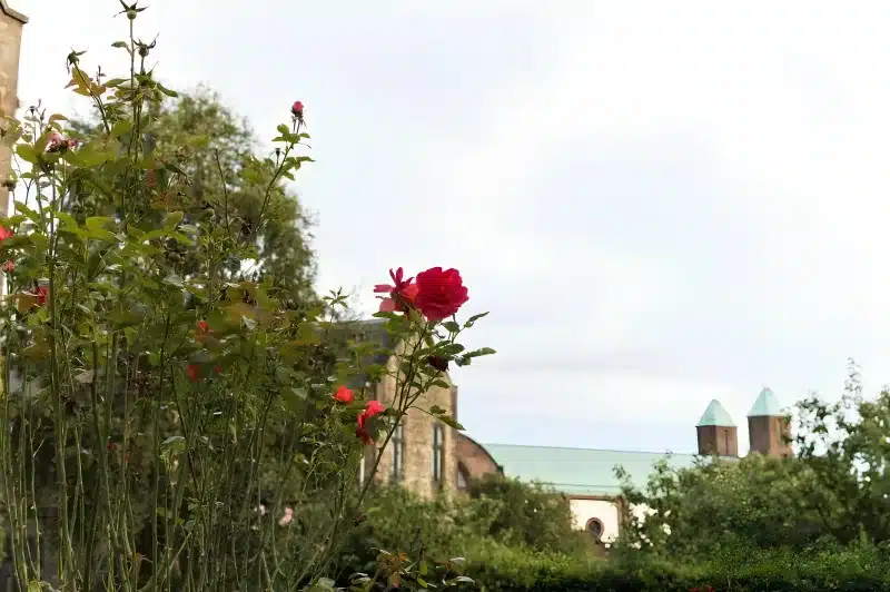 A red rose in front of a stone building with a green copper roof and two chimney pots.